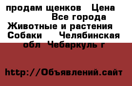 продам щенков › Цена ­ 15 000 - Все города Животные и растения » Собаки   . Челябинская обл.,Чебаркуль г.